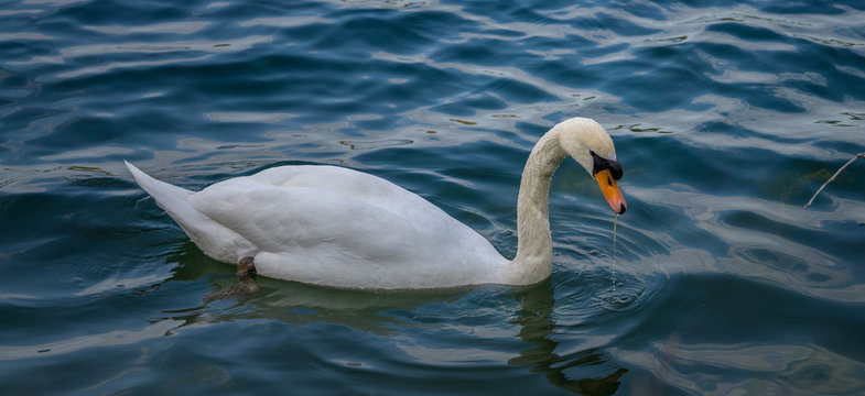 Schwan im Wasser