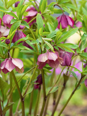 クリスマスローズ