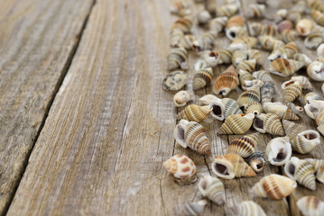 Fototapeta na wymiar Seashells