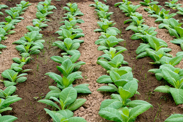 Tobacco field in northern Thailand