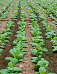 Tobacco field in northern Thailand