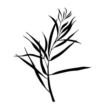 Vector silhouette of bamboo branches.