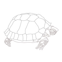 Hand-drawn turtle. Vector.