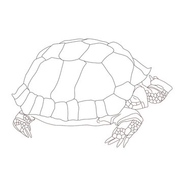 Hand-drawn turtle. Vector.