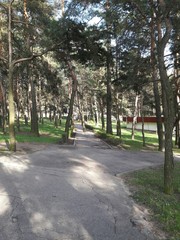 Road in the spring park