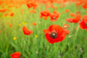 Flowering poppies