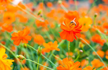 bee suck soft drink from orange flower