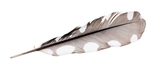 grey isolated straight feather in white spots