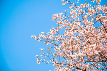 Pink trumpet Flower (Tebebuia) blooming, Tabebuia rosea with blue sky