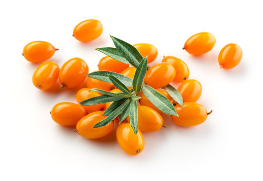 Sea buckthorn isolated on the white.