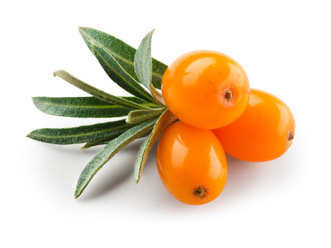 Sea buckthorn isolated on the white. With clipping path.