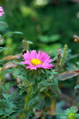 Obraz premium beautiful pink flowers