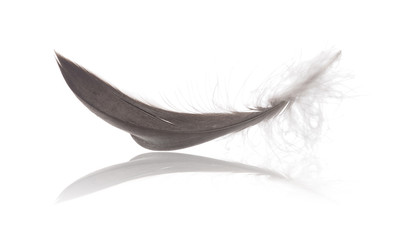 dark grey wild goose feather with reflection