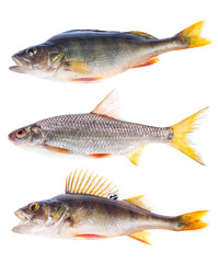 set of three frashwater fishes isolated on white