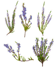 set of five blue blossoming heather branches - obrazy, fototapety, plakaty