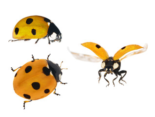 set of three yellow ladybugs isolated on white