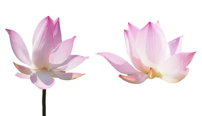 Photo sur Plexiglas fleur de lotus nénuphar lotus rose