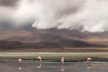 Flamingos at a lagoon on the salt plains at Salar de Uyuni, Bolivia