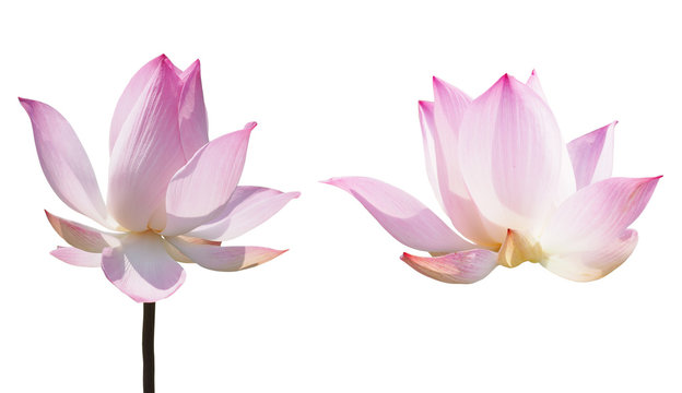 Fototapeta pink lotus waterlily