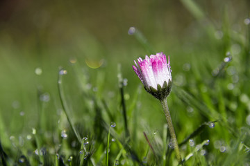 Gänseblümchen im Morgentau © JuliaNaether