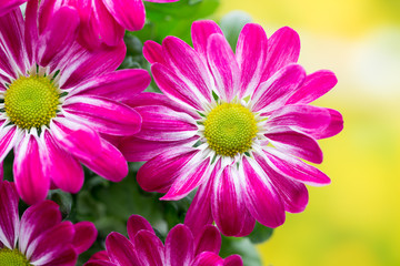 Pink chrysanthemum  on yellow backgrounds.