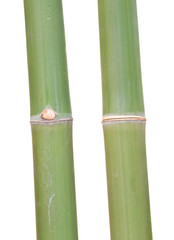 Fototapeta premium Closeup of green bamboo joint clipping on white background