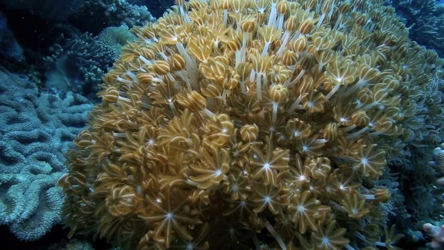 Underwater world, pulsating soft coral xenia