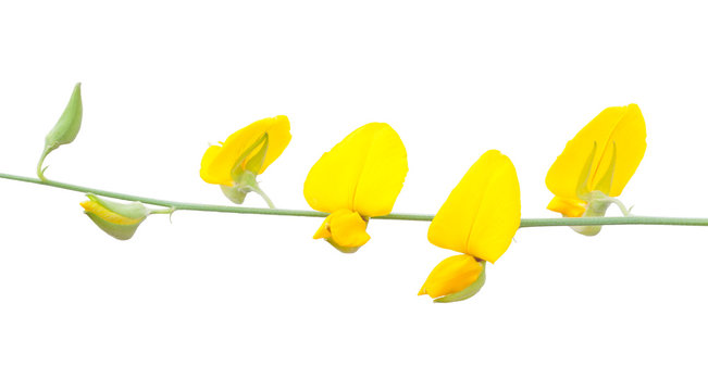 Bunch of Sunn Hemp flowers clipping on white background
