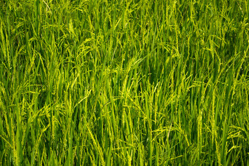 Paddy rice