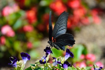 Fototapeta premium ナガサキアゲハ