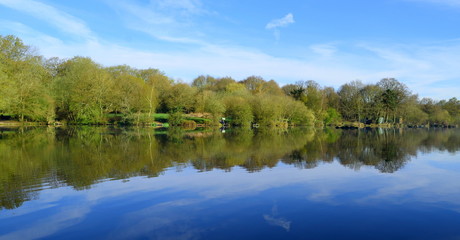 Fototapeta na wymiar Forest reflected on a lake in Trent Park, London