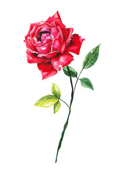 Red rose on white isolated background. Watercolor illustration