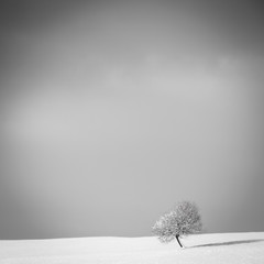 lonely tree (204)
