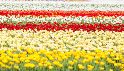 Rows of tulips of different colors in a field