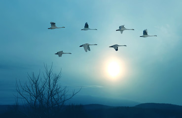 Spring or autumn migration of cranes