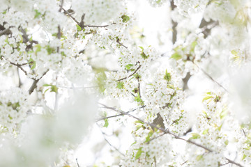Naklejka premium Blooming trees in spring in outside image