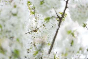 Blooming trees in spring in outside image