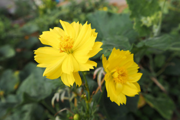 Yellow Marigold Flower.