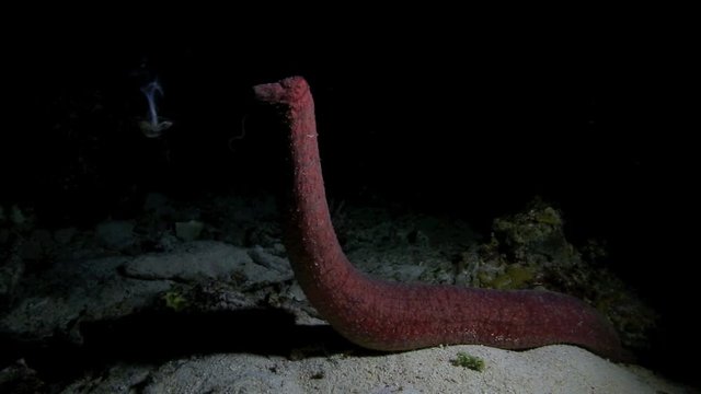 Sea cucumber ejaculates underwater at night in Apo Island, Philippines 