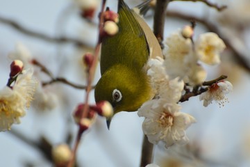目白　白梅