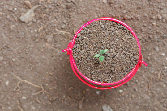 Young Sprout Grow Inside Little Red Pail.