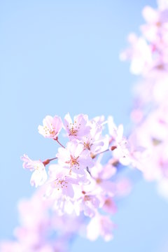 春景色images Browse 5 971 Stock Photos Vectors And Video Adobe Stock