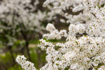 Cherry blossom in daylight