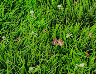 Close up on fresh green grass