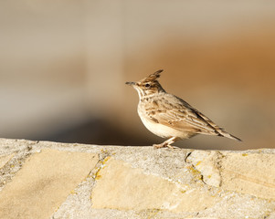 Crested Lark (Galerida cristata)