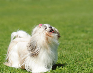 dog on green grass