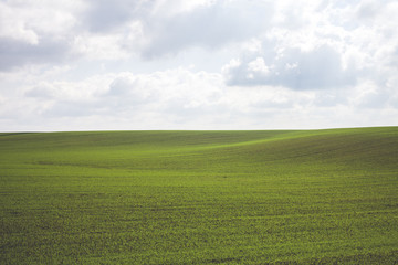 Fototapeta premium Green Grass Field Landscape