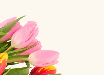 Beautiful bouquet of tulips on a white background