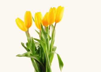 Beautiful bouquet of yellow tulips on a white background