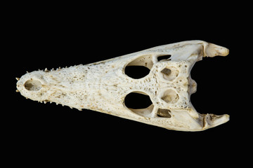 Cranio di coccodrillo 